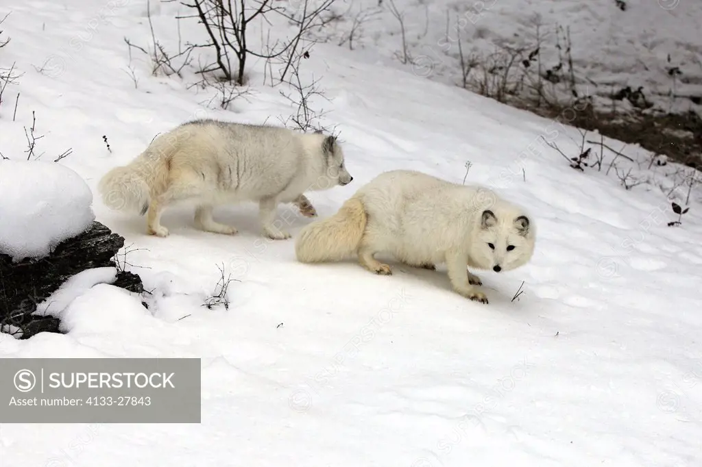 Arctic Fox,Alopex lagopus,Montana,North America,USA,adult couple searching for food in snow