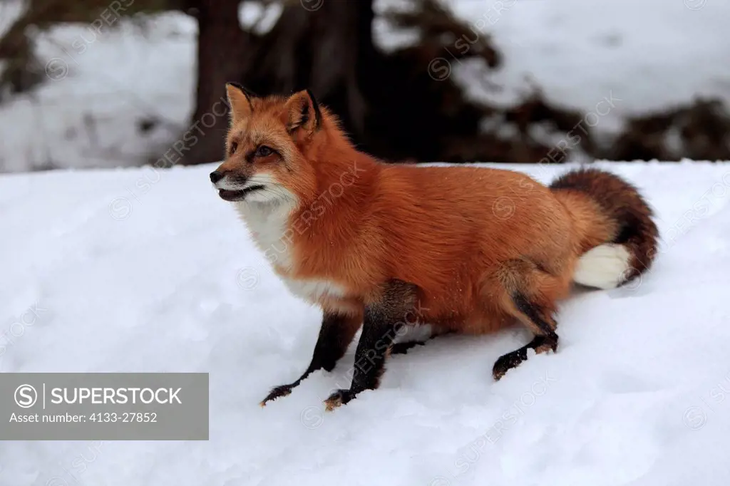 Red Fox,Vulpes vulpes,Montana,USA,North America,adult searching for food in snow