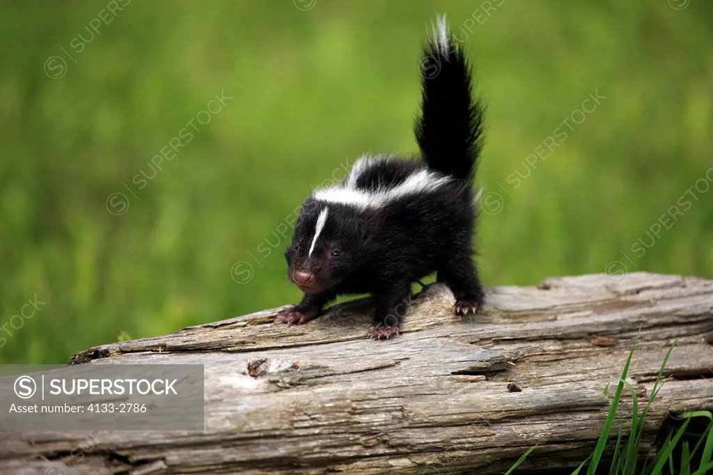 Striped Skunk,Mephitis mephitis,Minnesota,USA,young one month old