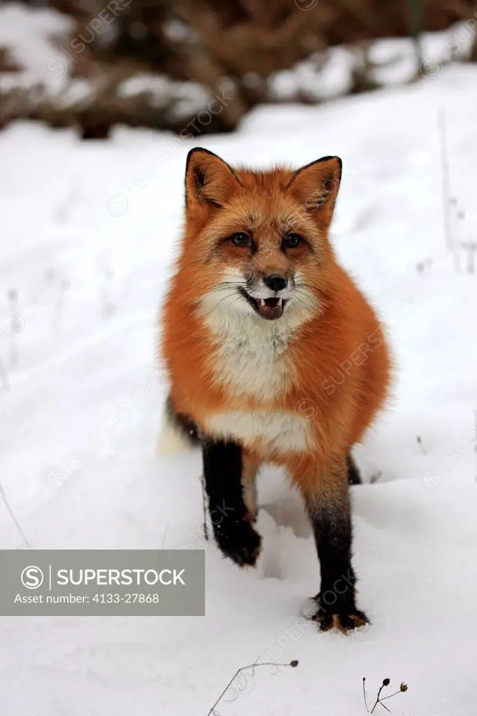 Red Fox,Vulpes vulpes,Montana,USA,North America,adult searching for food in snow