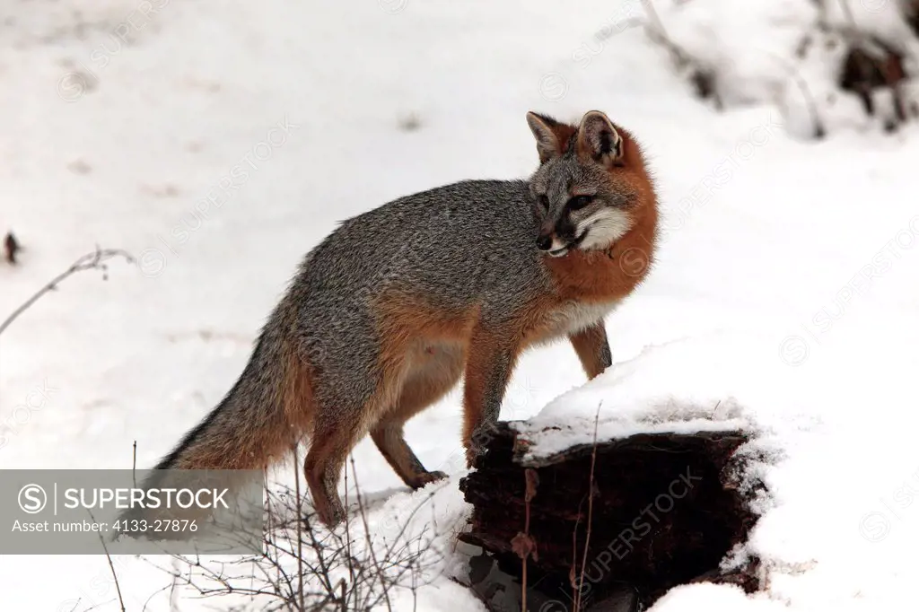 Gray fox,Urocyon cinereoargenteus,Montana,USA,North America,adult searching for food in snow