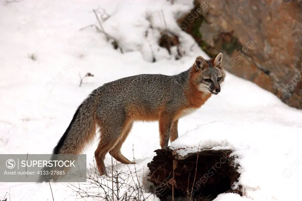 Gray fox,Urocyon cinereoargenteus,Montana,USA,North America,adult searching for food in snow