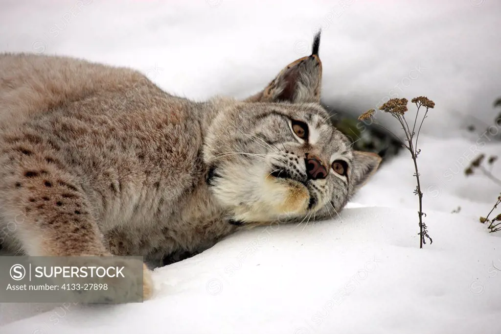 European Lynx,Felis lynx,Montana,North America,USA,adult portrait resting in winter in snow