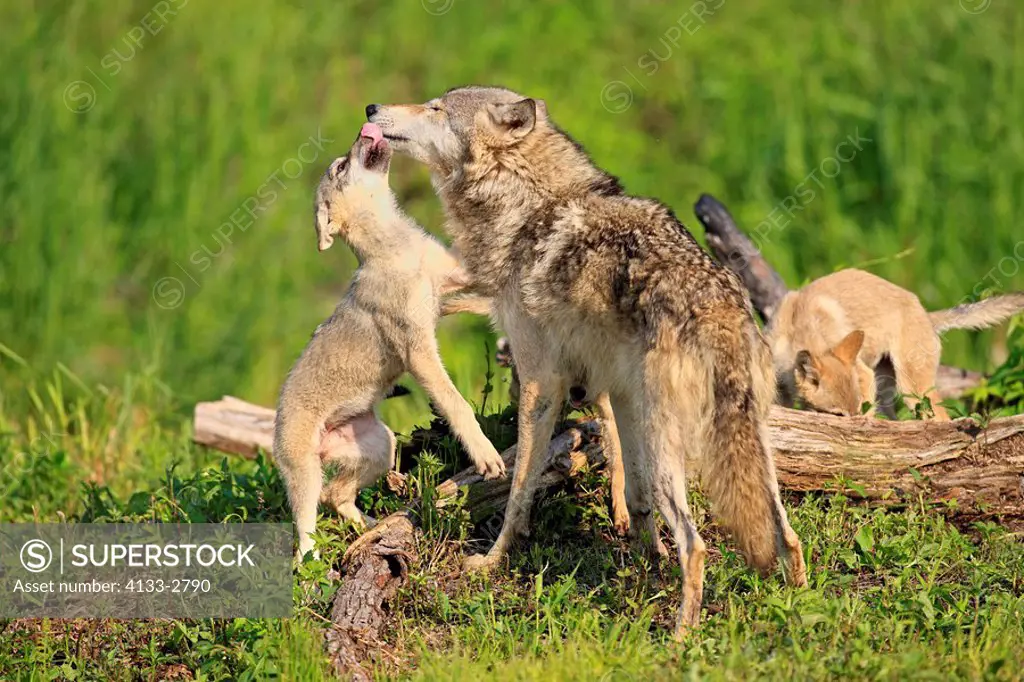 Gray Wolf,Grey Wolf,Canis lupus,Minnesota,USA,adult with youngs