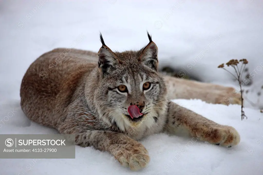 European Lynx,Felis lynx,Montana,North America,USA,adult winter in snow