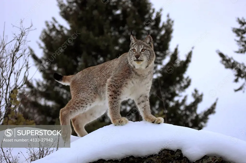 European Lynx,Felis lynx,Montana,North America,USA,adult in winter in snow