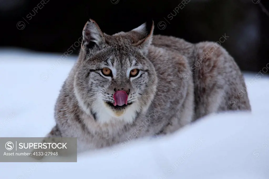 European Lynx,Felis lynx,Montana,North America,USA,adult in winter in snow