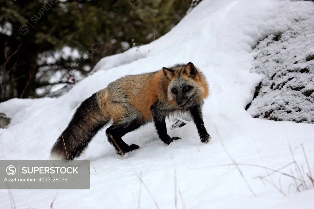 American Red Fox,Crossfox,Vulpes vulpes,Montana,USA,North America,adult searching for food in snow