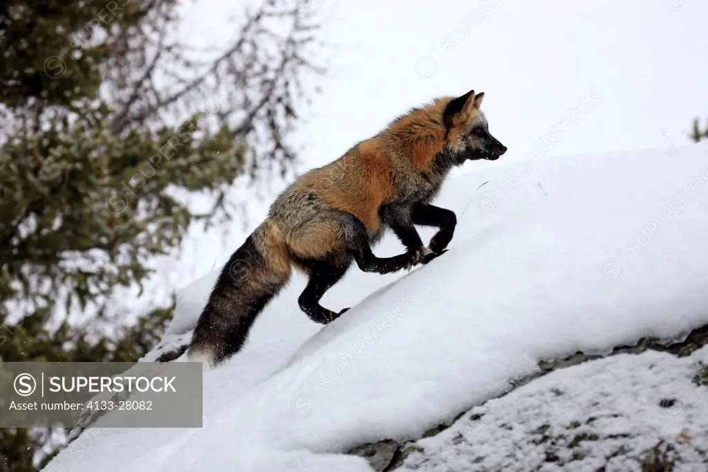 American Red Fox,Crossfox,Vulpes vulpes,Montana,USA,North America,adult searching for food in snow