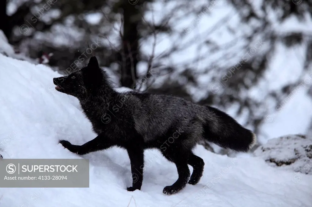 American Red Fox,Silverfox,Vulpes vulpes,Montana,USA,North America,adult searching for food in snow
