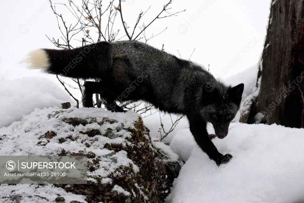 American Red Fox,Silverfox,Vulpes vulpes,Montana,USA,North America,adult searching for food in snow