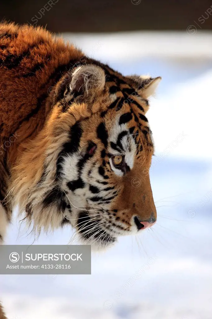 Siberian Tiger,Panthera tigris altaica,Asia,young male in winter