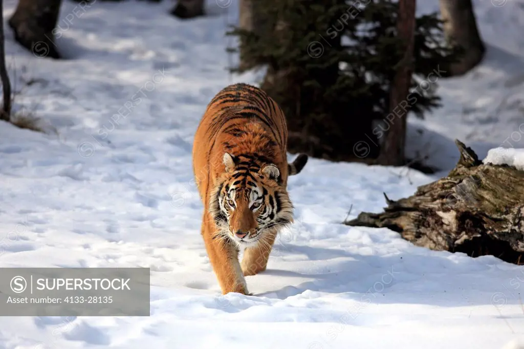 Siberian Tiger,Panthera tigris altaica,Asia,young male walking in snow