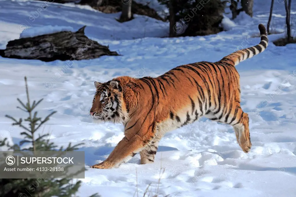 Siberian Tiger,Panthera tigris altaica,Asia,young male walking in snow