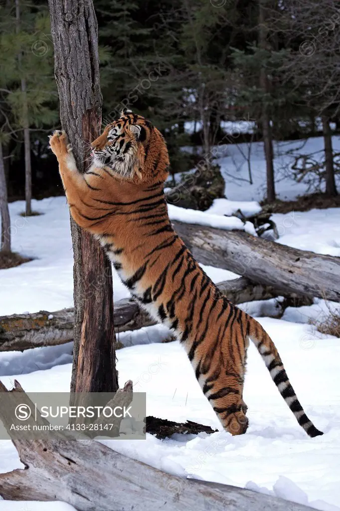 Siberian Tiger,Panthera tigris altaica,Asia,young male in winter