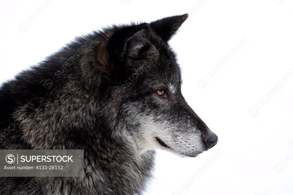 Gray Wolf,Timber Wolf,Canis lupus,Montana,North America,USA,adult portrait
