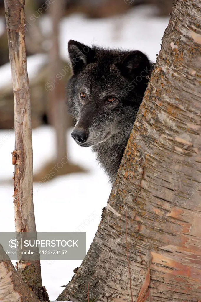 Gray Wolf,Timber Wolf,Canis lupus,Montana,North America,USA,adult portrait