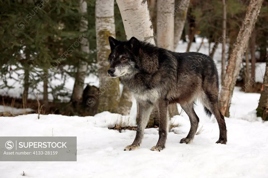 Gray Wolf,Timber Wolf,Canis lupus,Montana,North America,USA,adult in snow