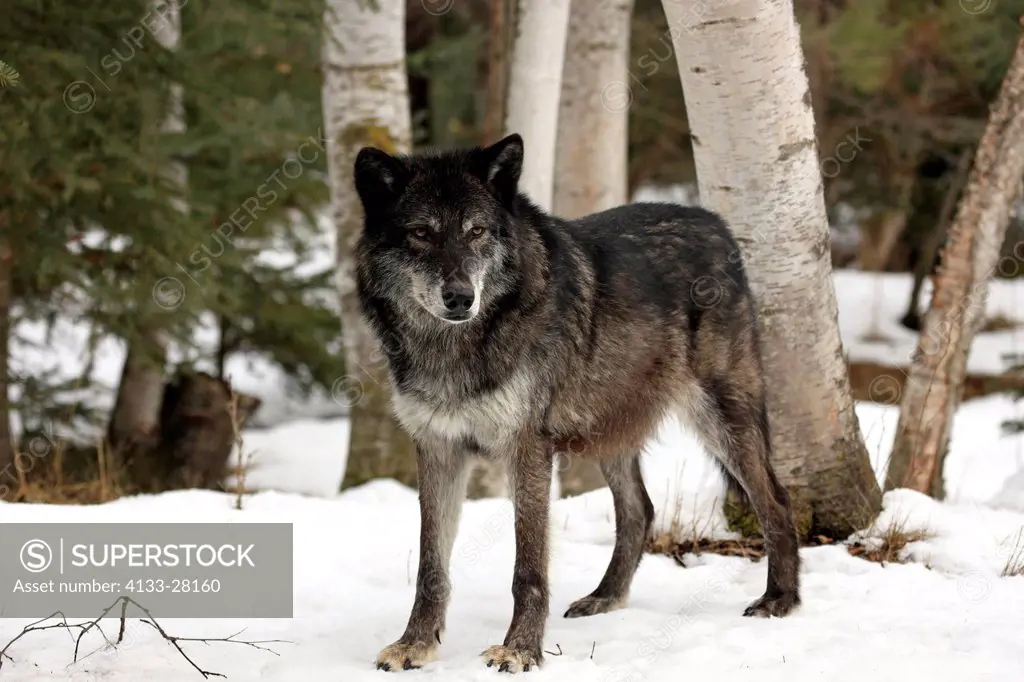 Gray Wolf,Timber Wolf,Canis lupus,Montana,North America,USA,adult in snow
