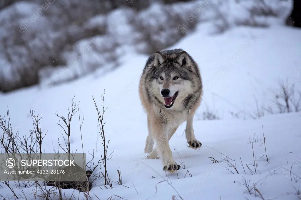 Gray Wolf,Canis lupus,Montana,North America,USA,adult in snow