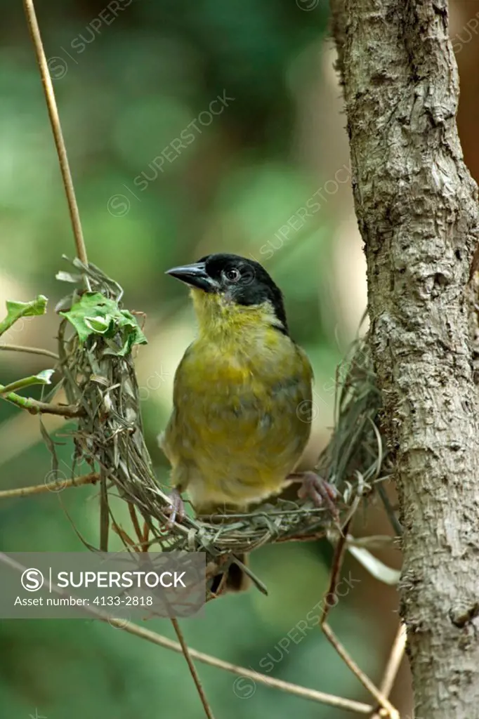 Reichenow`s Weaver Ploceus baglafecht reichenowi Kenya, adult female on tree at not finished nest