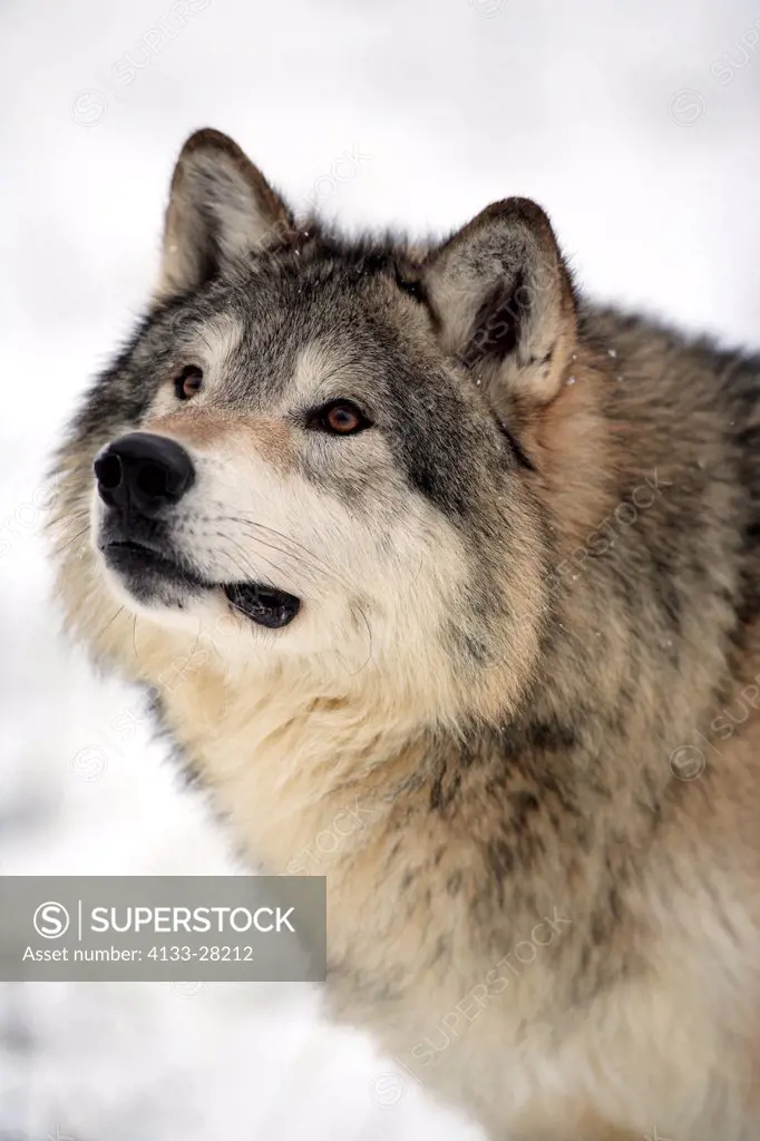 Gray Wolf,Canis lupus,Montana,North America,USA,adult portrait