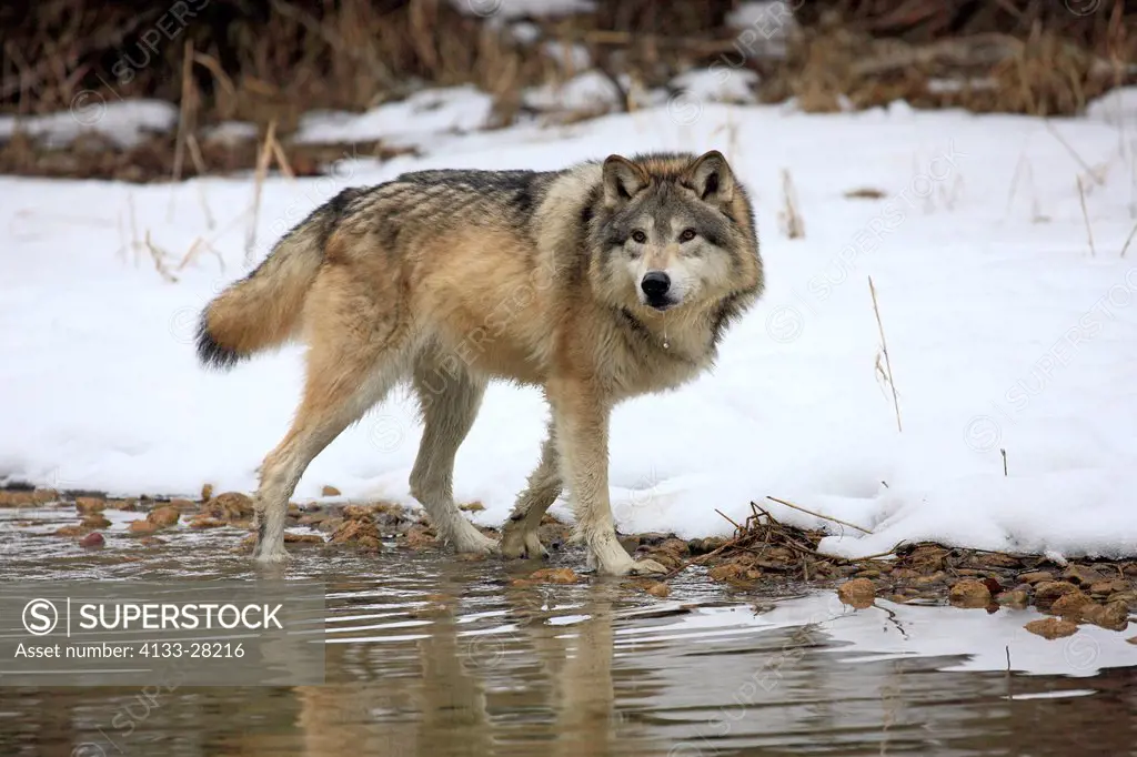 Gray Wolf,Canis lupus,Montana,North America,USA,adult in snow