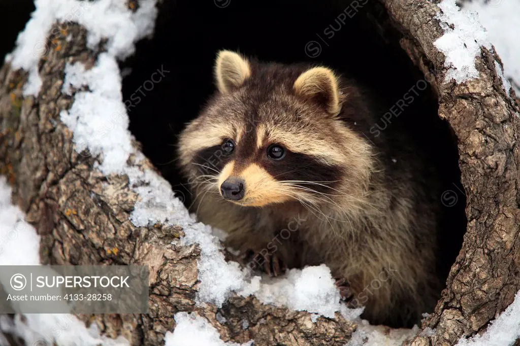 North American Raccoon,Procyon lotor,Montana,USA,North America,adult in winter with snow
