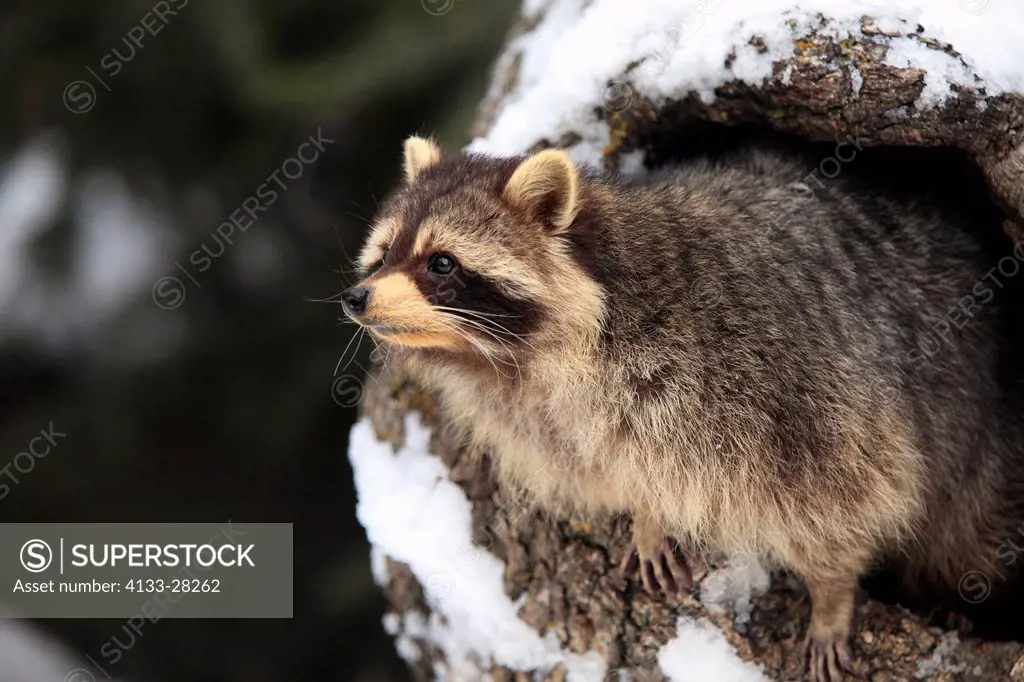 North American Raccoon,Procyon lotor,Montana,USA,North America,adult in winter with snow