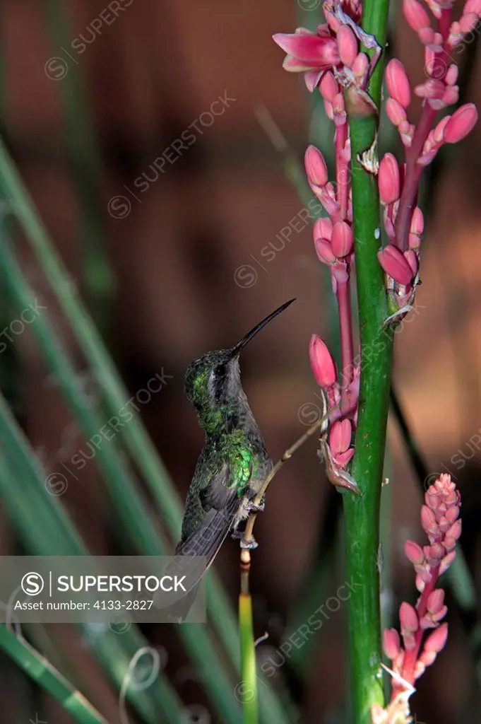 Broad Billed Hummingbird,Cynanthus latirostris,Sonora Desert,Arizona,USA,flying female feeding on blooming flower