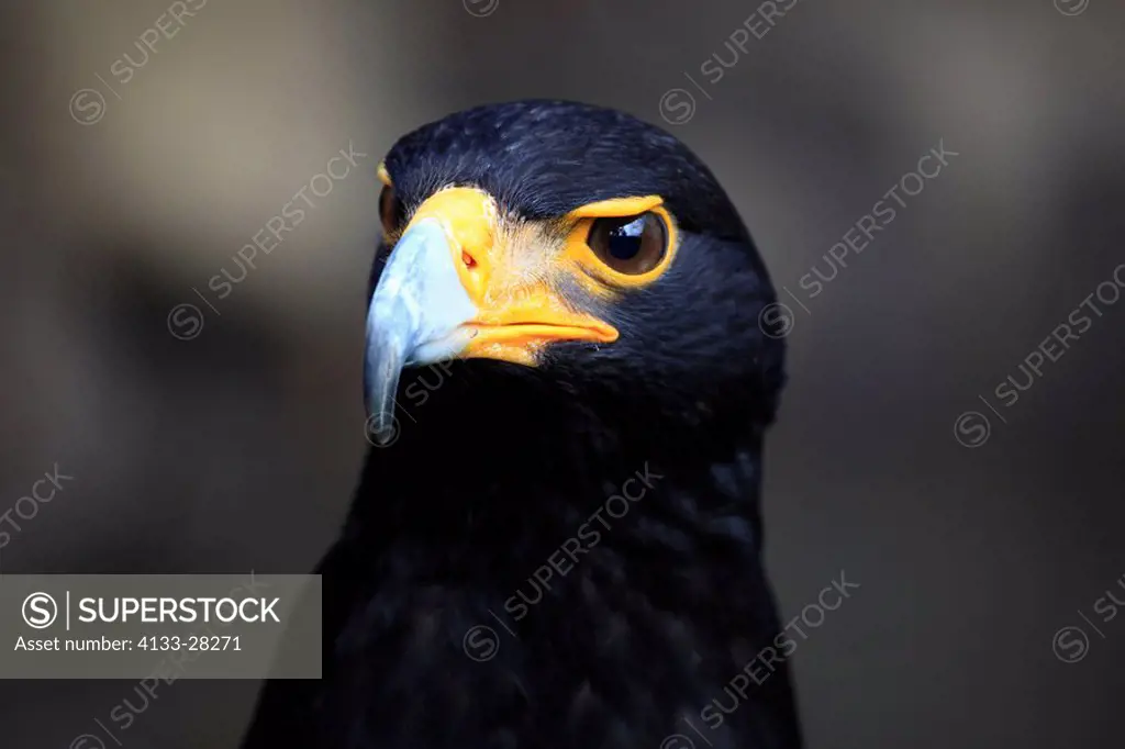 Black Eagle,Aquila verreauxii,South Africa,Africa,adult portrait