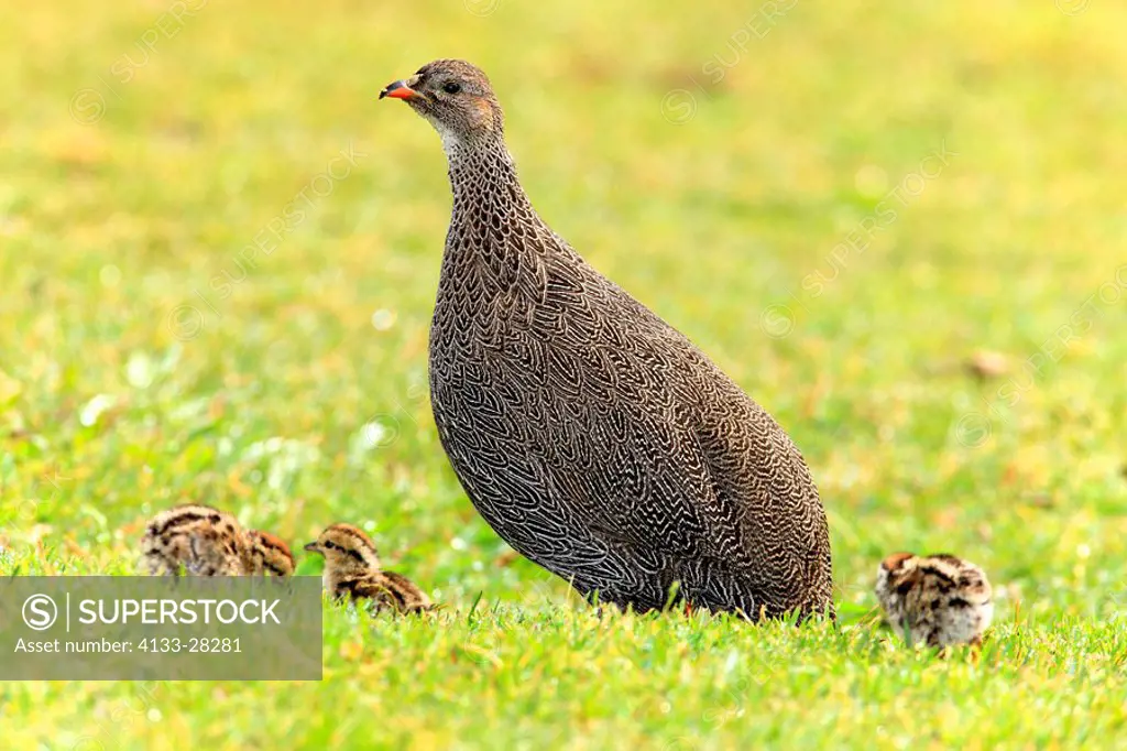 Cape Francolin,Francolinus capensis,Kirstenbosch Botanical Garden,Cape Town,South Africa,Africa,female with chicken
