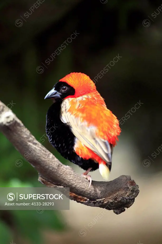 Red Bishop,Euplectes orix,Cape Town,South Africa,Africa,adult male on branch