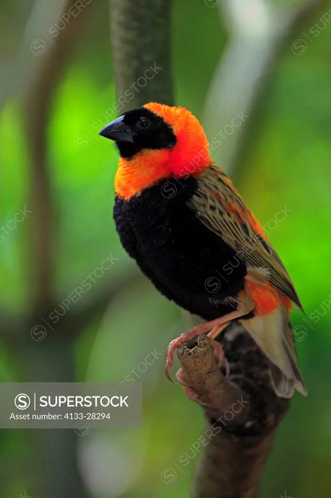 Red Bishop,Euplectes orix,Cape Town,South Africa,Africa,adult male on branch