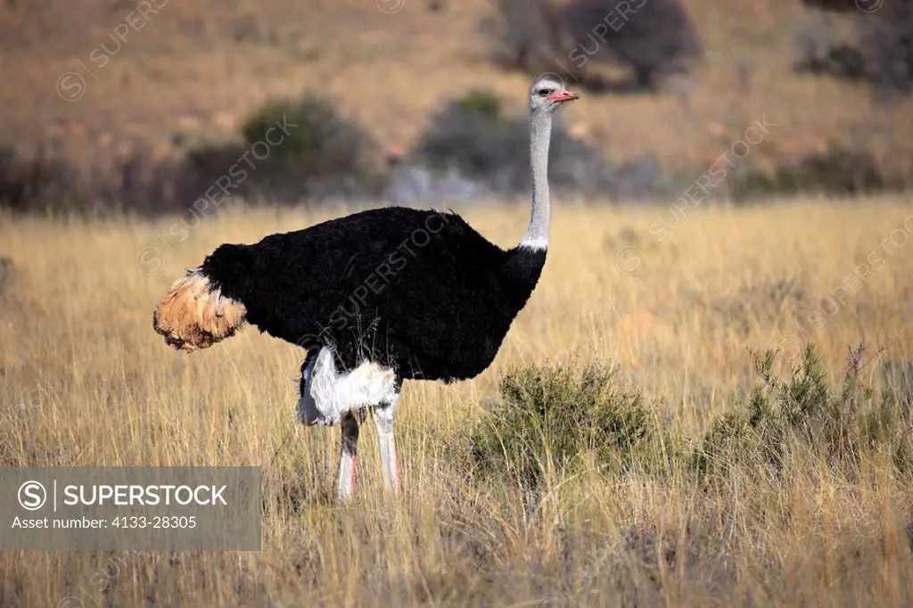 South African Ostrich,Struthio c.australis,Mountain Zebra Nationalpark,South Africa,Africa,adult male