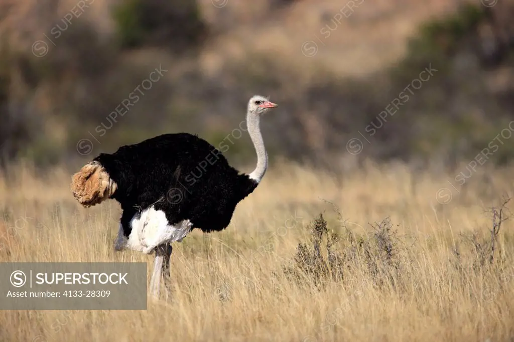 South African Ostrich,Struthio c.australis,Mountain Zebra Nationalpark,South Africa,Africa,adult male