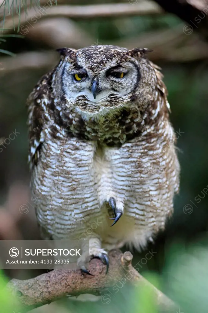 Spotted Eagle Owl,Bubo africanus,South Africa,Africa,adult resting on branch