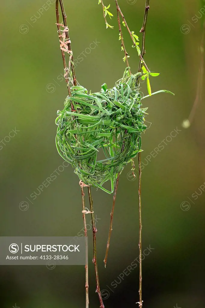 Cape Weaver,Textor capensis,Stellenbosch,South Africa,Africa,nest