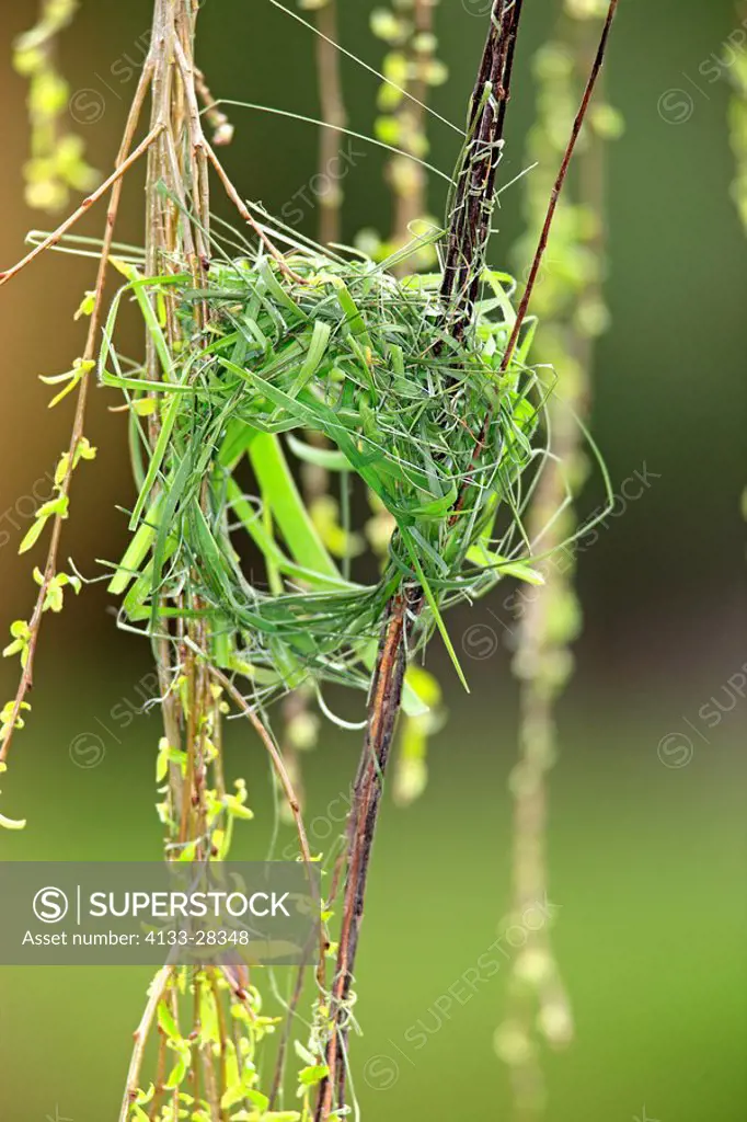 Cape Weaver,Textor capensis,Stellenbosch,South Africa,Africa,nest