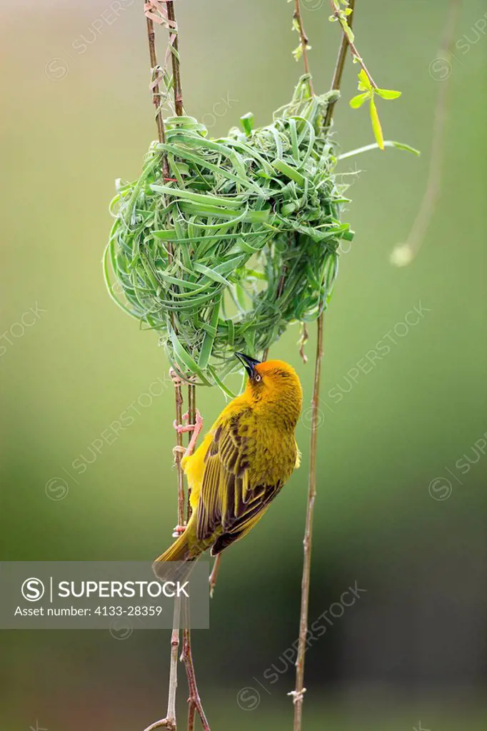 Cape Weaver,Textor capensis,Stellenbosch,South Africa,Africa,adult male at nest