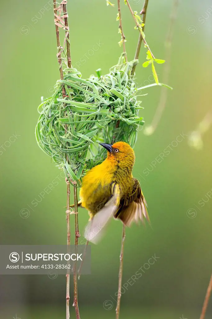 Cape Weaver,Textor capensis,Stellenbosch,South Africa,Africa,adult male courting at nest