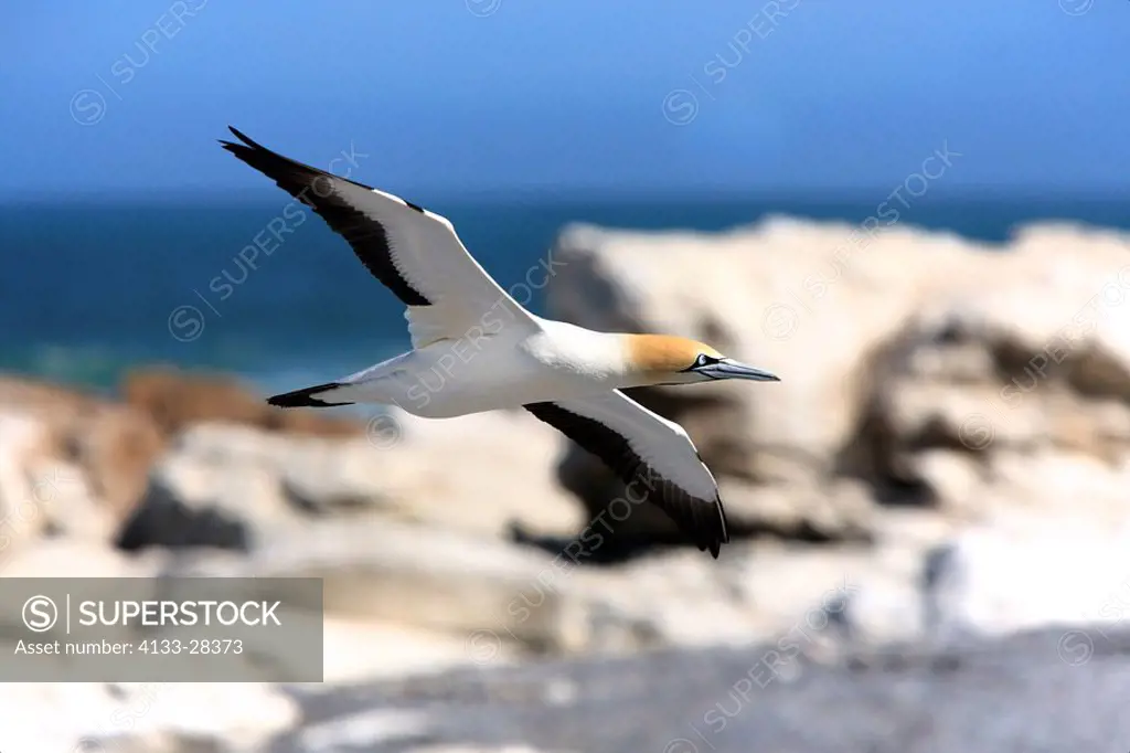Cape Gannet,Morus capensis,Lambert´s Bay,South Africa,Africa,adult flying