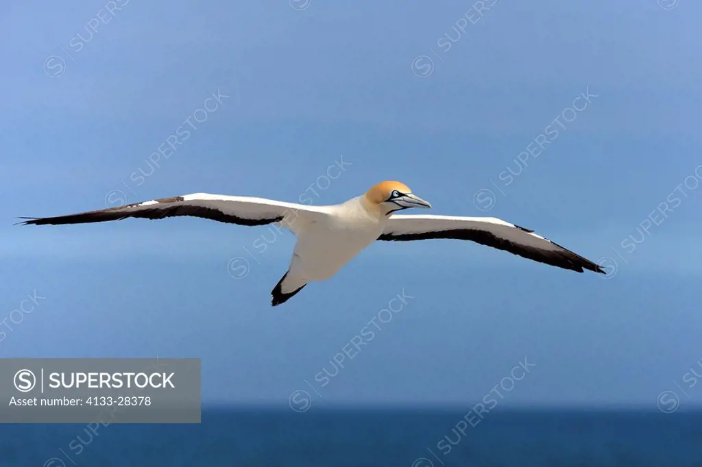 Cape Gannet,Morus capensis,Lambert´s Bay,South Africa,Africa,adult flying
