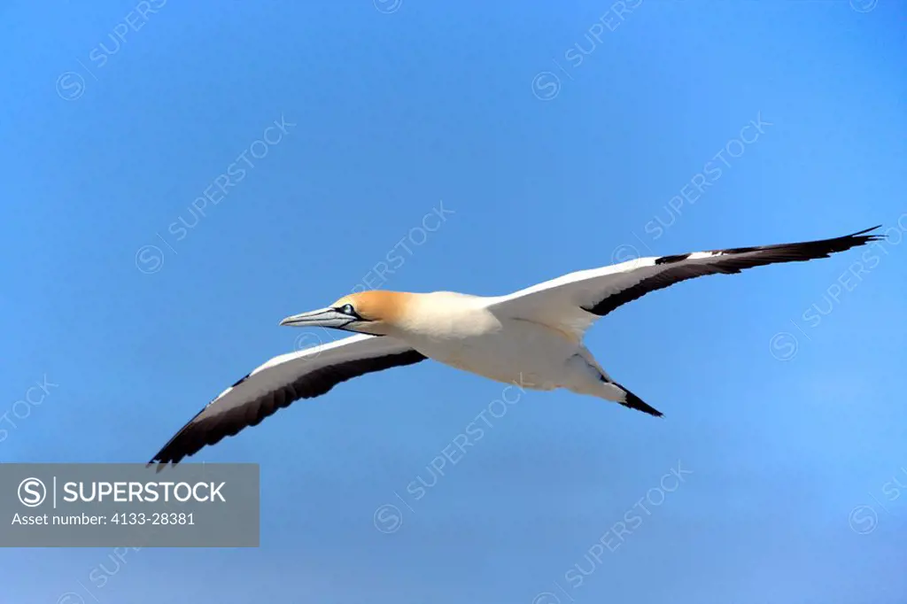 Cape Gannet,Morus capensis,Lambert´s Bay,South Africa,Africa,adult flying