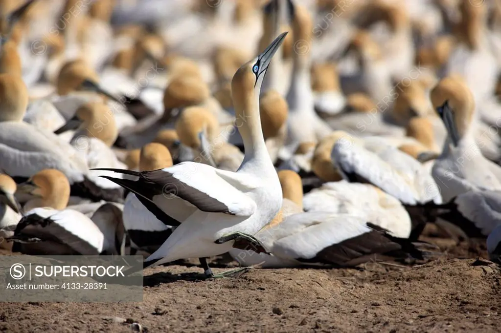 Cape Gannet,Morus capensis,Lambert´s Bay,South Africa,Africa,colony