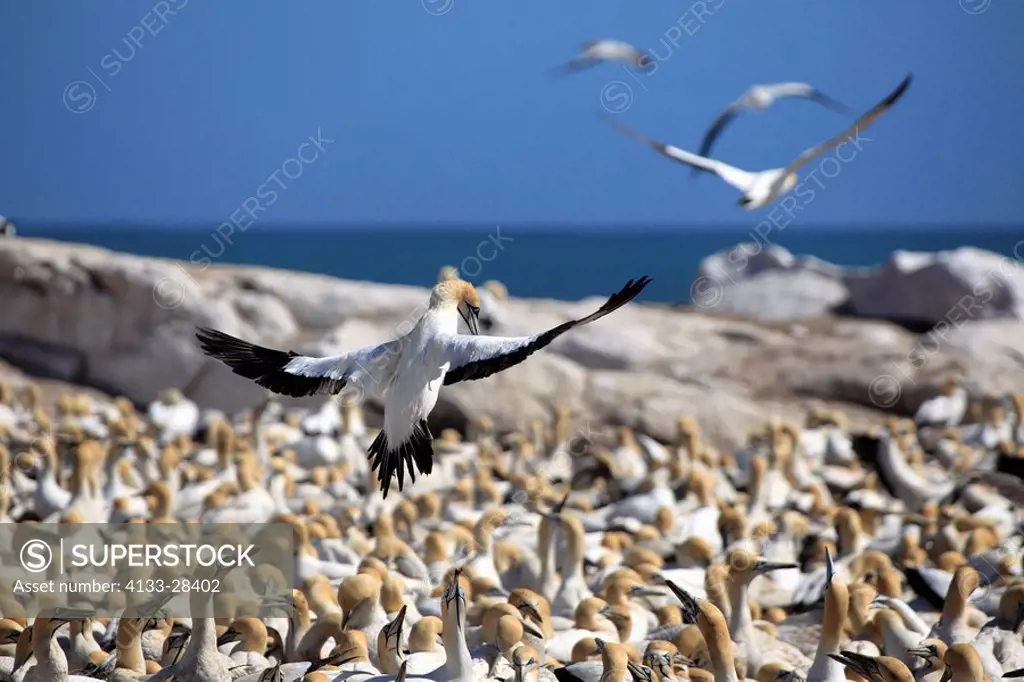 Cape Gannet,Morus capensis,Lambert´s Bay,South Africa,Africa,colony