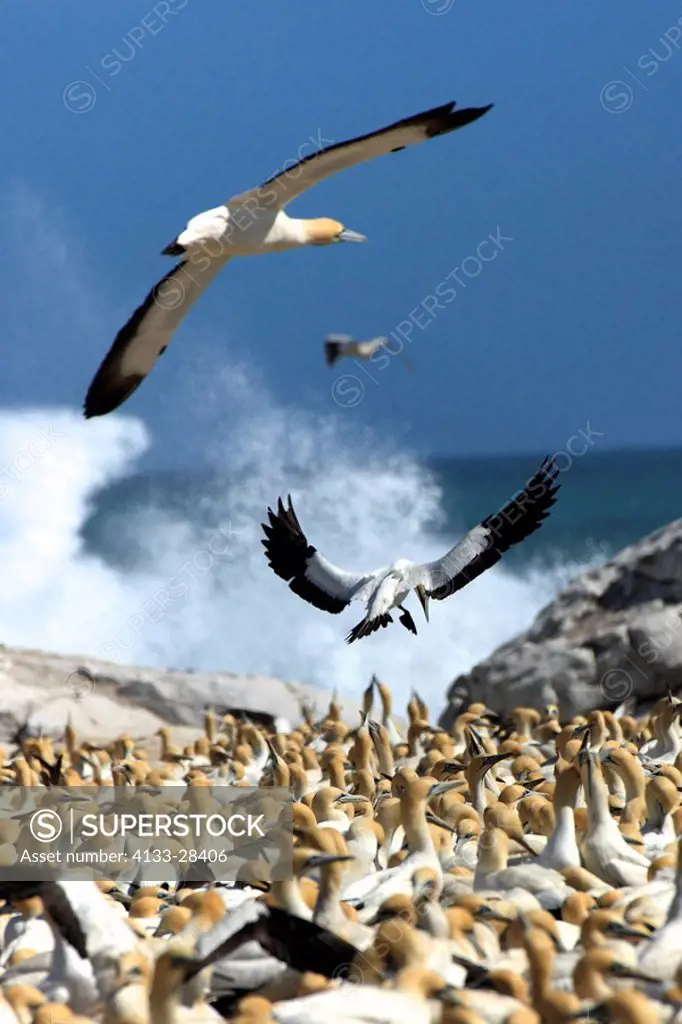 Cape Gannet,Morus capensis,Lambert´s Bay,South Africa,Africa,flying gannets over colony