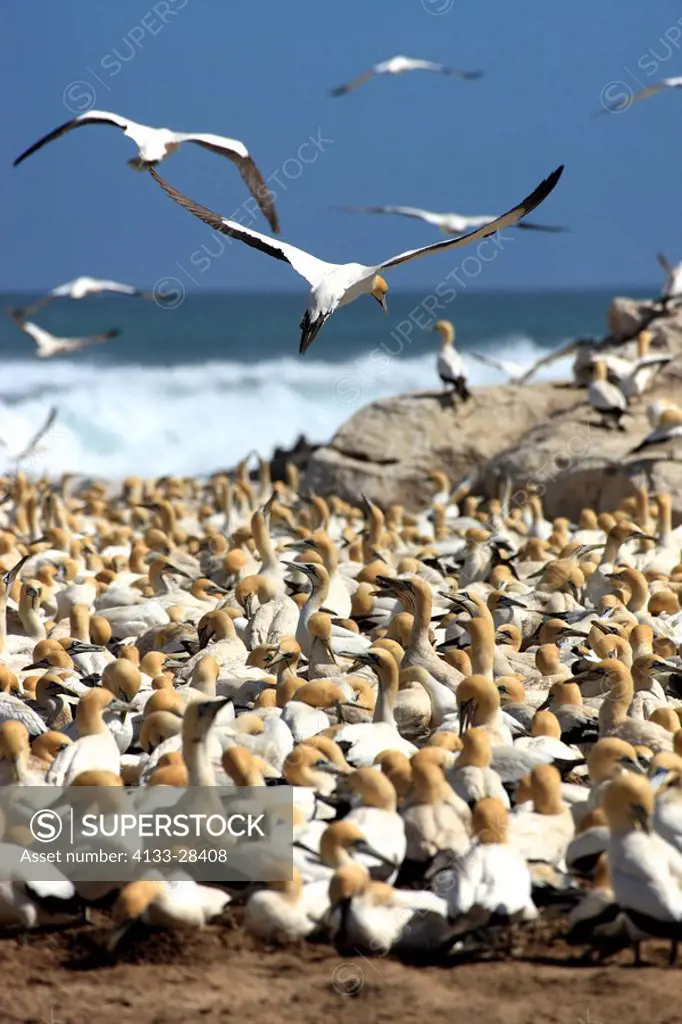 Cape Gannet,Morus capensis,Lambert´s Bay,South Africa,Africa,flying gannets over colony