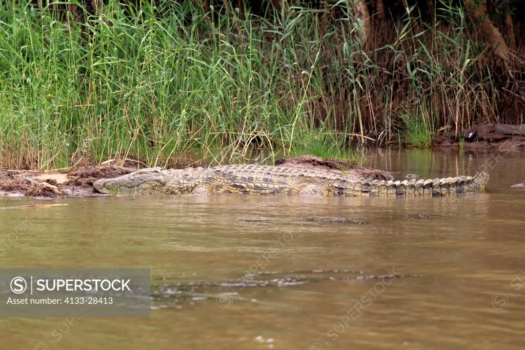 Nile_Crocodile,Crocodylus niloticus,St. Lucia Wetland Park,iSimangaliso_Wetland_Park,Kwazulu Natal,South Africa,Africa,adult resting at riverbank