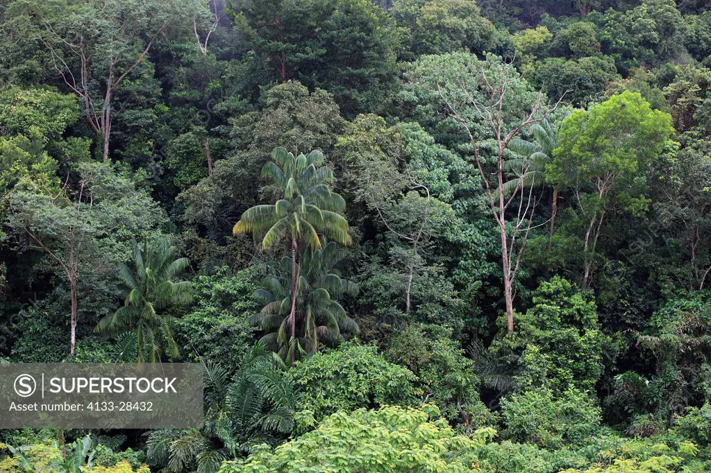 Borneo Landscape,Sabah,Malaysia,Borneo,Asia,rainforest